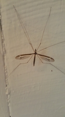 Tipula tricolor