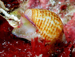 Euplica turturina