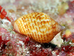 Euplica turturina