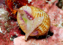 Euplica turturina
