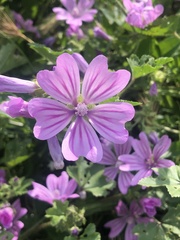 Malva