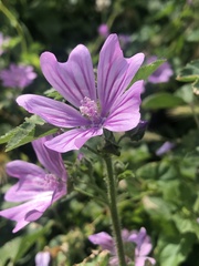 Malva