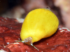 Euplica turturina