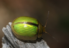 Paropsisterna hectica