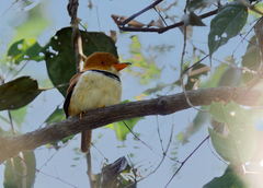 Bucco capensis