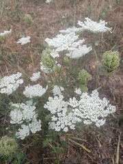 Daucus carota