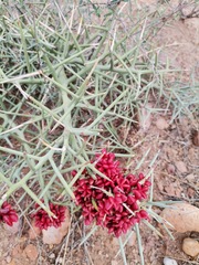 Castela stewartii