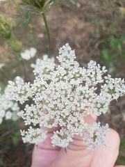 Daucus carota