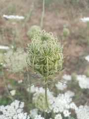 Daucus carota