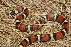 Lampropeltis annulata