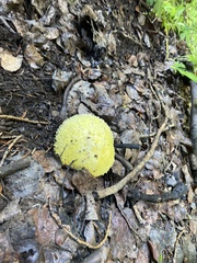 Floccularia luteovirens