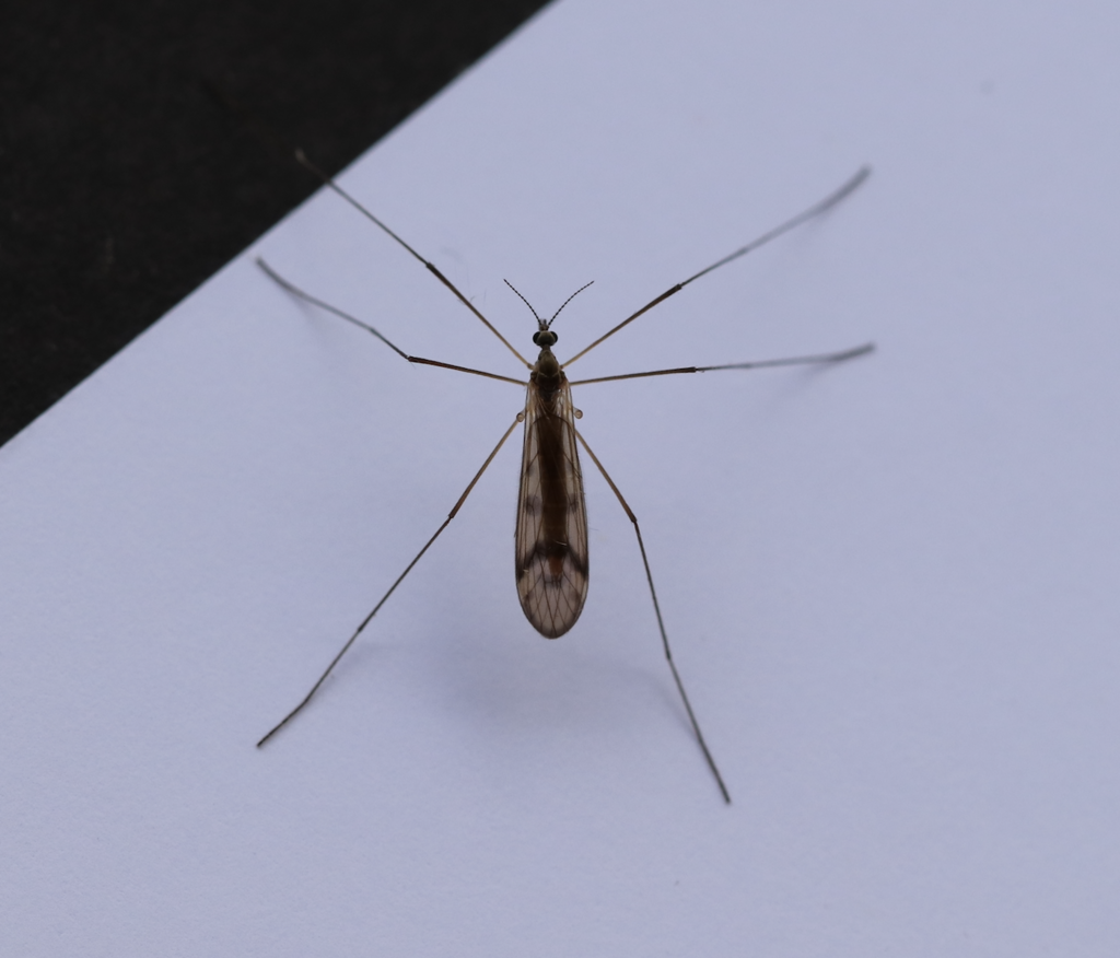 Ula bolitophila