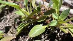 Penstemon whippleanus