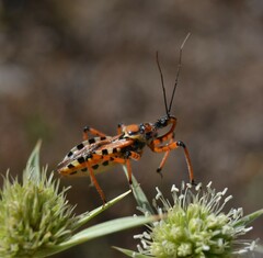 Rhynocoris punctiventris