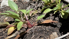 Penstemon whippleanus