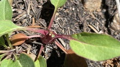 Penstemon whippleanus