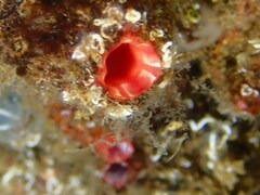 Microcosmus polymorphus