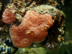 Aplidium nordmanni