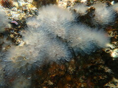 Clavelina oblonga
