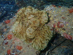 Distaplia bermudensis