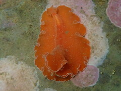 Yungia aurantiaca