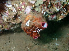 Pyura dura