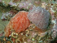 Aplidium nordmanni