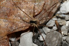 Lacinius ephippiatus