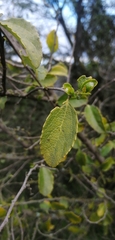 Azara dentata