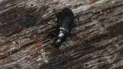 Xylopinus saperdoides