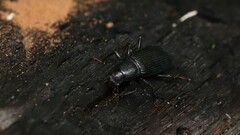 Xylopinus saperdoides