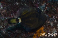 Cantherhines fronticinctus