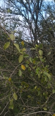 Azara dentata