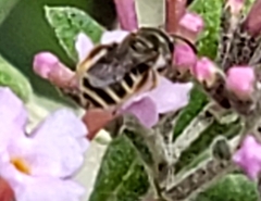 Halictus tripartitus
