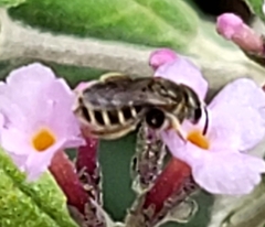 Halictus tripartitus