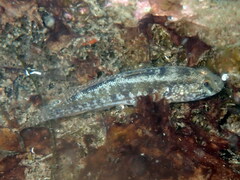 Gobius ophiocephalus