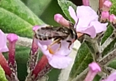 Halictus tripartitus