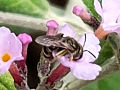 Halictus tripartitus