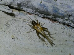 Stenonemobius bicolor