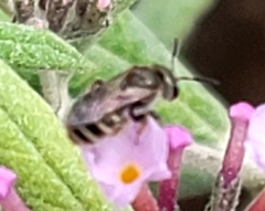 Halictus tripartitus