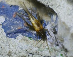 Stenonemobius bicolor