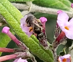 Halictus tripartitus