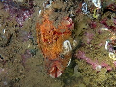 Microcosmus sabatieri