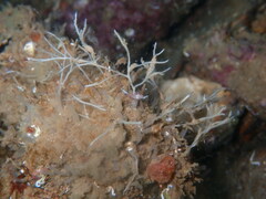 Haliclona stirpescens