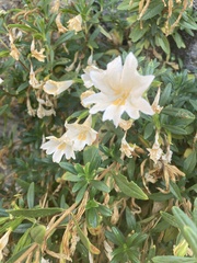 Diplacus grandiflorus