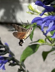Macroglossum stellatarum