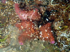Pyura dura