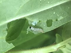 Danaus plexippus
