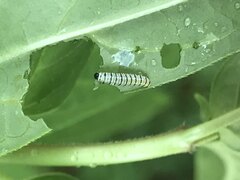 Danaus plexippus