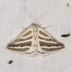 Euaspilates spinataria